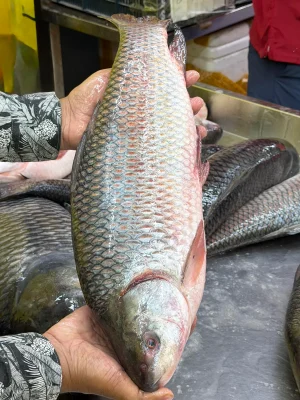 নদীর রুই- তিন থেকে সারে ৩ কেজি সাইজ